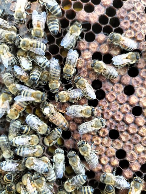 vsh queen bees for sale